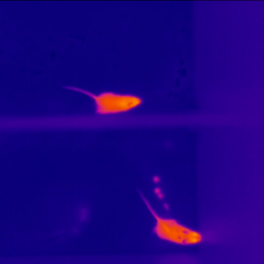 		Dark blue background with two orange mice (a thermal image)
	